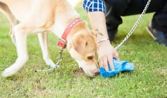 郴州市城区养犬管理条例最新修订